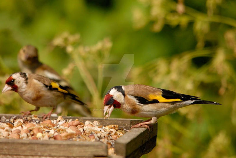 Goldfinch feast