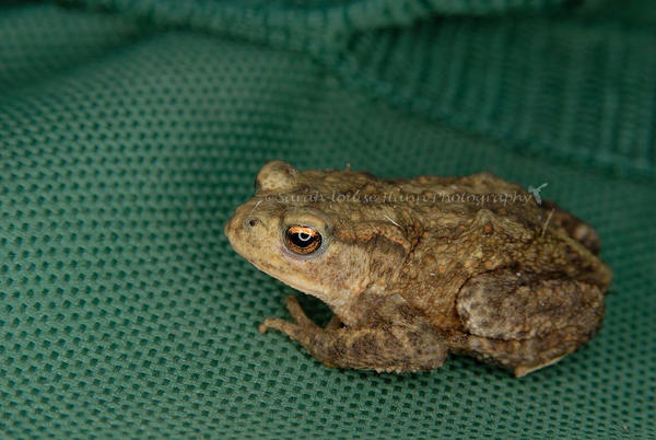 Tiny Toad