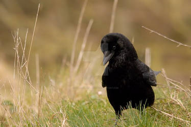 Carrion crow.