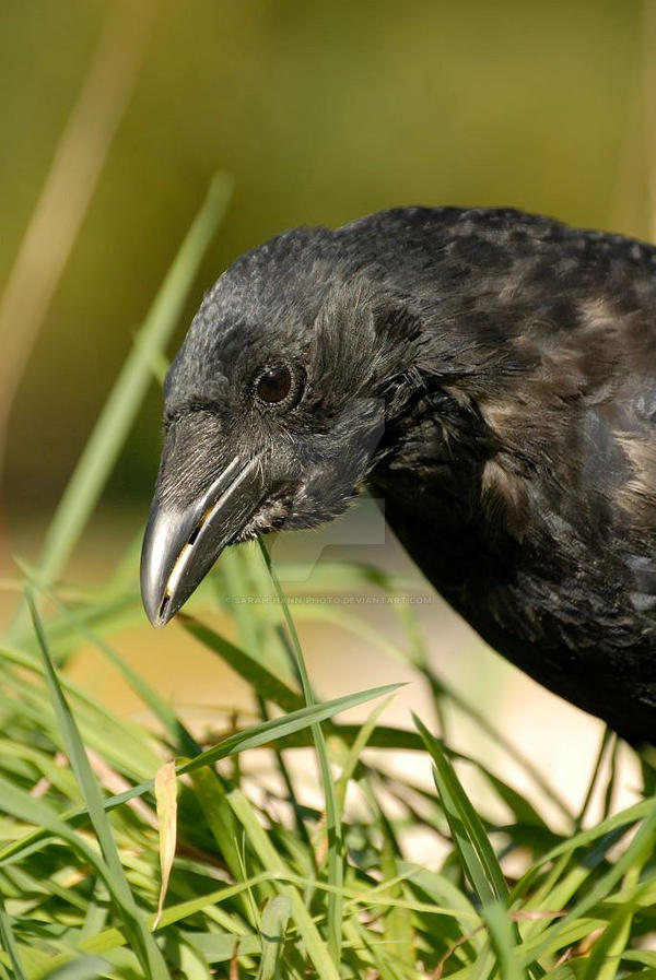 Carrion Crow