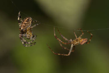 Garden spider pair