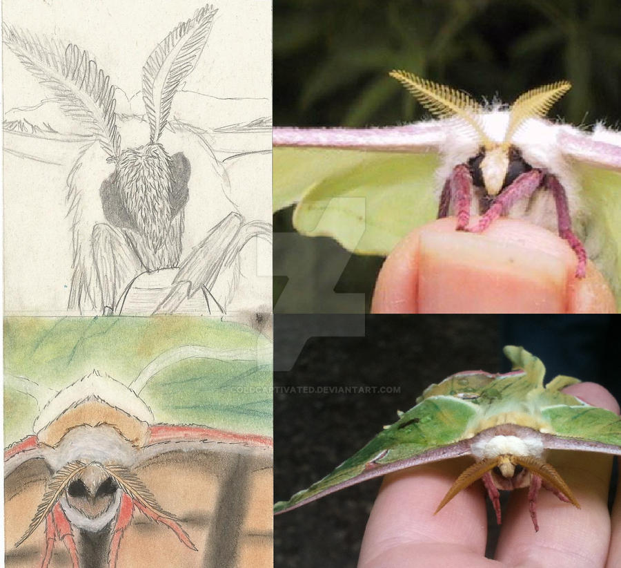 Luna Moth Ransom Note Luna Moth by ColdCaptivated on DeviantArt