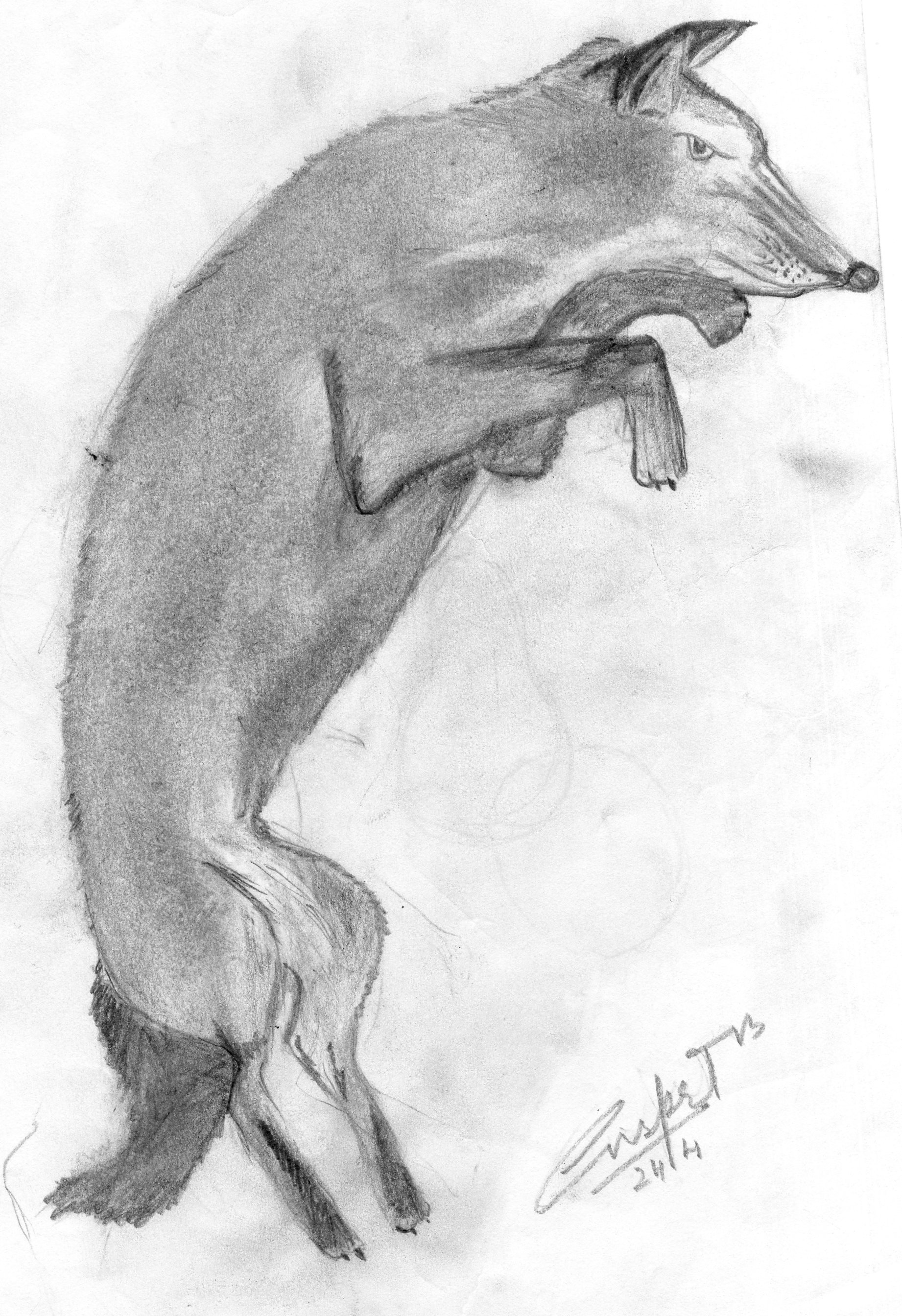 The Fox - First Sketch