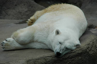 Tired polar bear