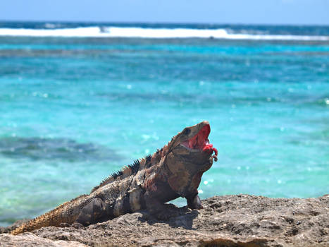 Iguana on the beach 2