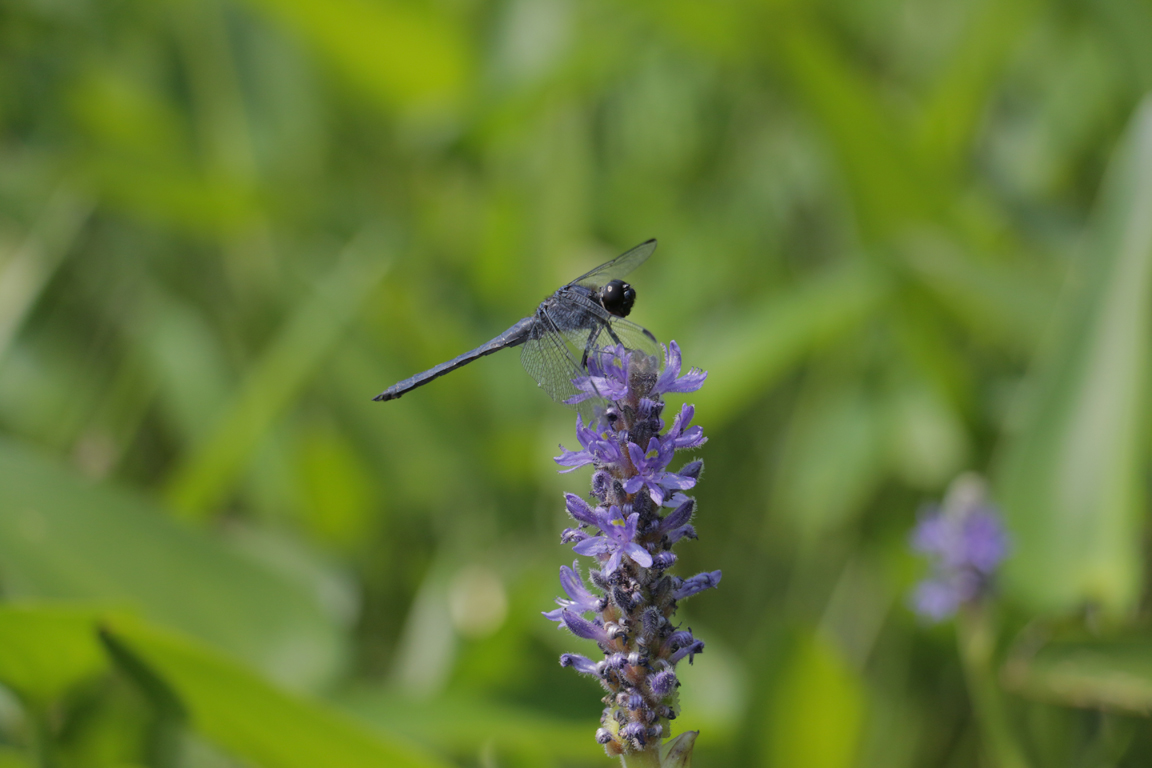 Dragonfly at Whitefish Lake