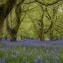  fields of bluebells in england