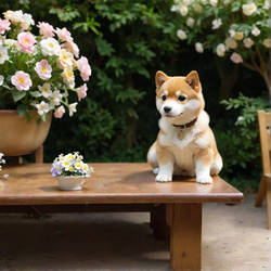 shiba