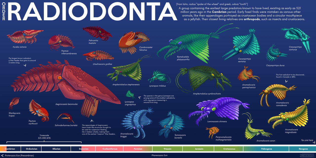 Radiodonta RADIODONTA by dinoserious on DeviantArt
