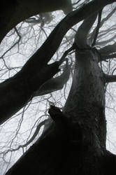 Branches