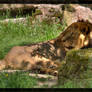 Lions siesta