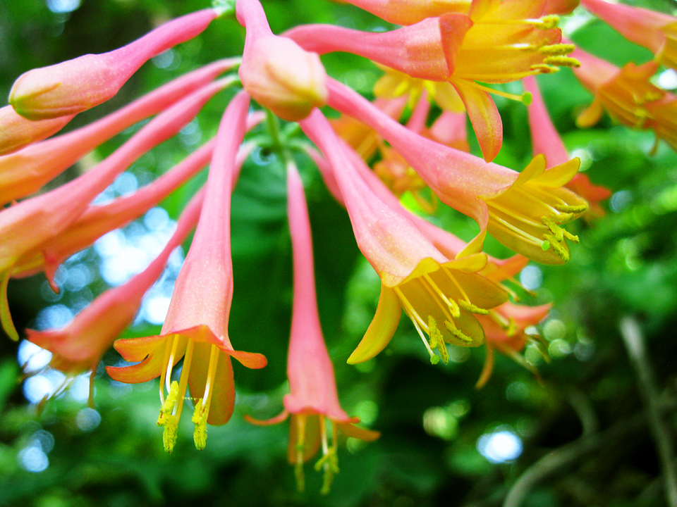 Trumpet Honeysuckle