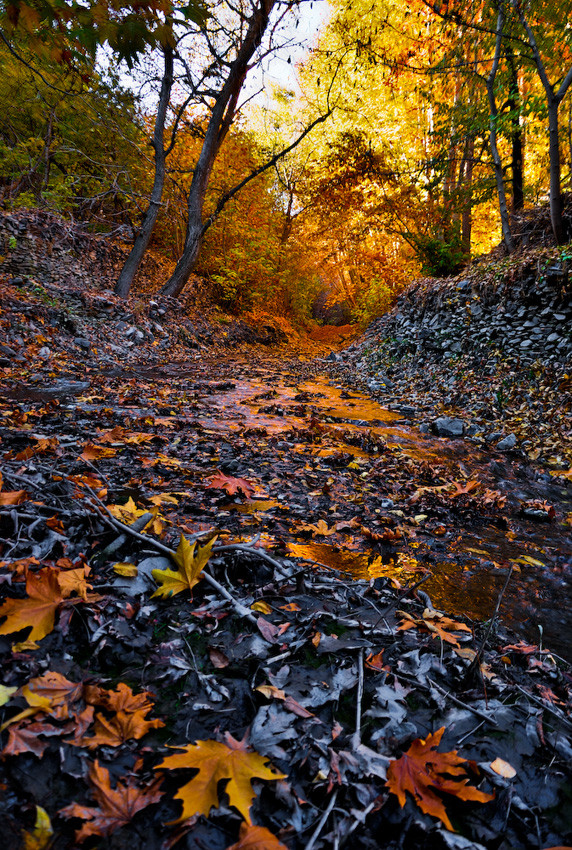 Autumn's Colors