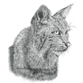 Day 30 - Bobcat Lynx Study