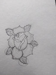 Rose sketch