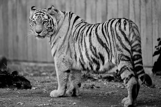 Captive Siberian tiger - Copenhagen Zoo, Denma
