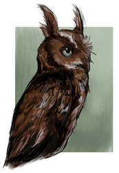 Eastern Screech Owl Study