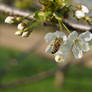 tree and bee.