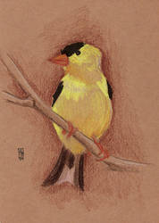 Yellow Bird