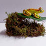 Imbabura Tree Frog
