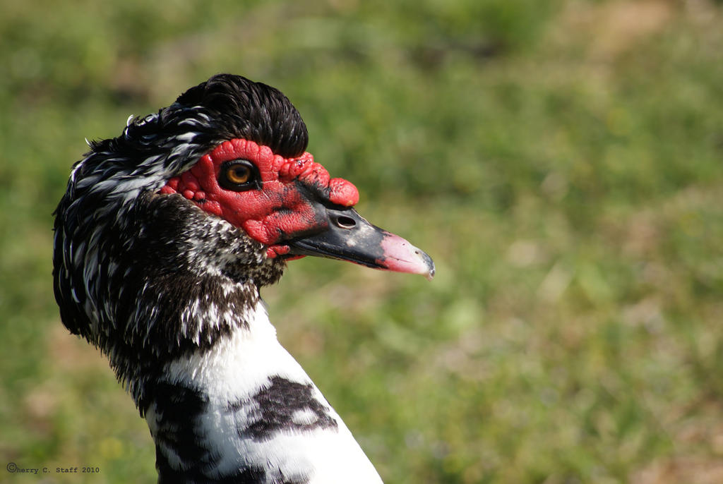 duck by cherrycstaff on deviantart duck by cherrycstaff on deviantart