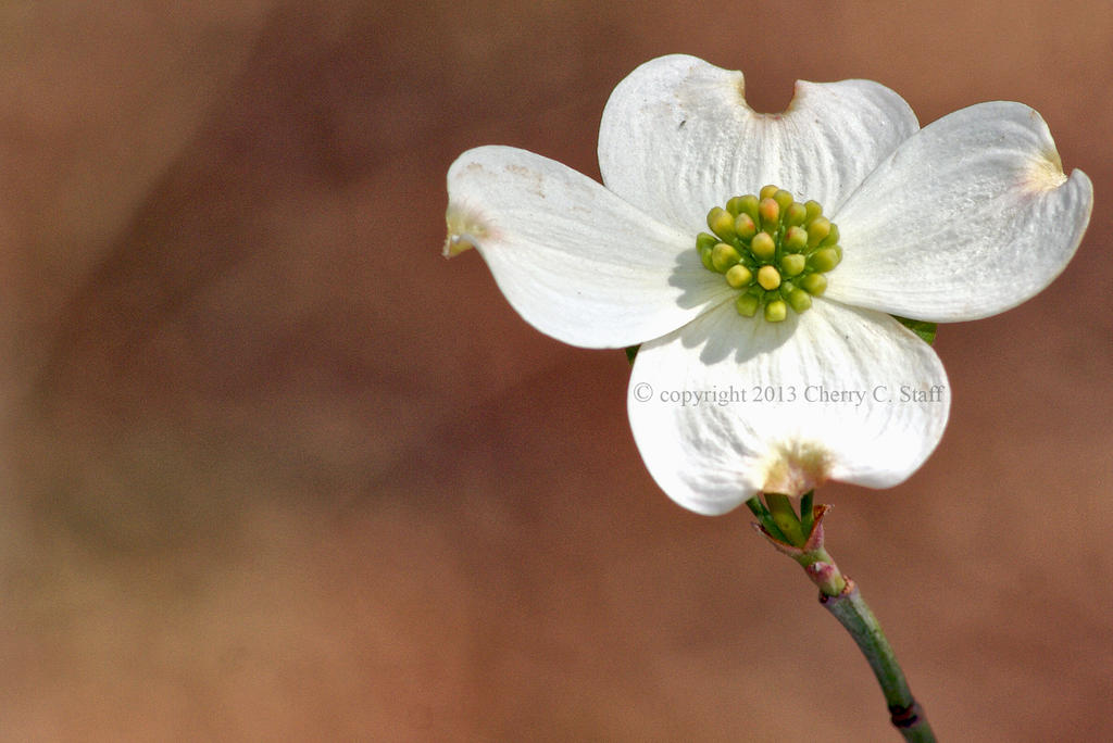 Dogwood 001