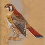 American Kestrel Falcon