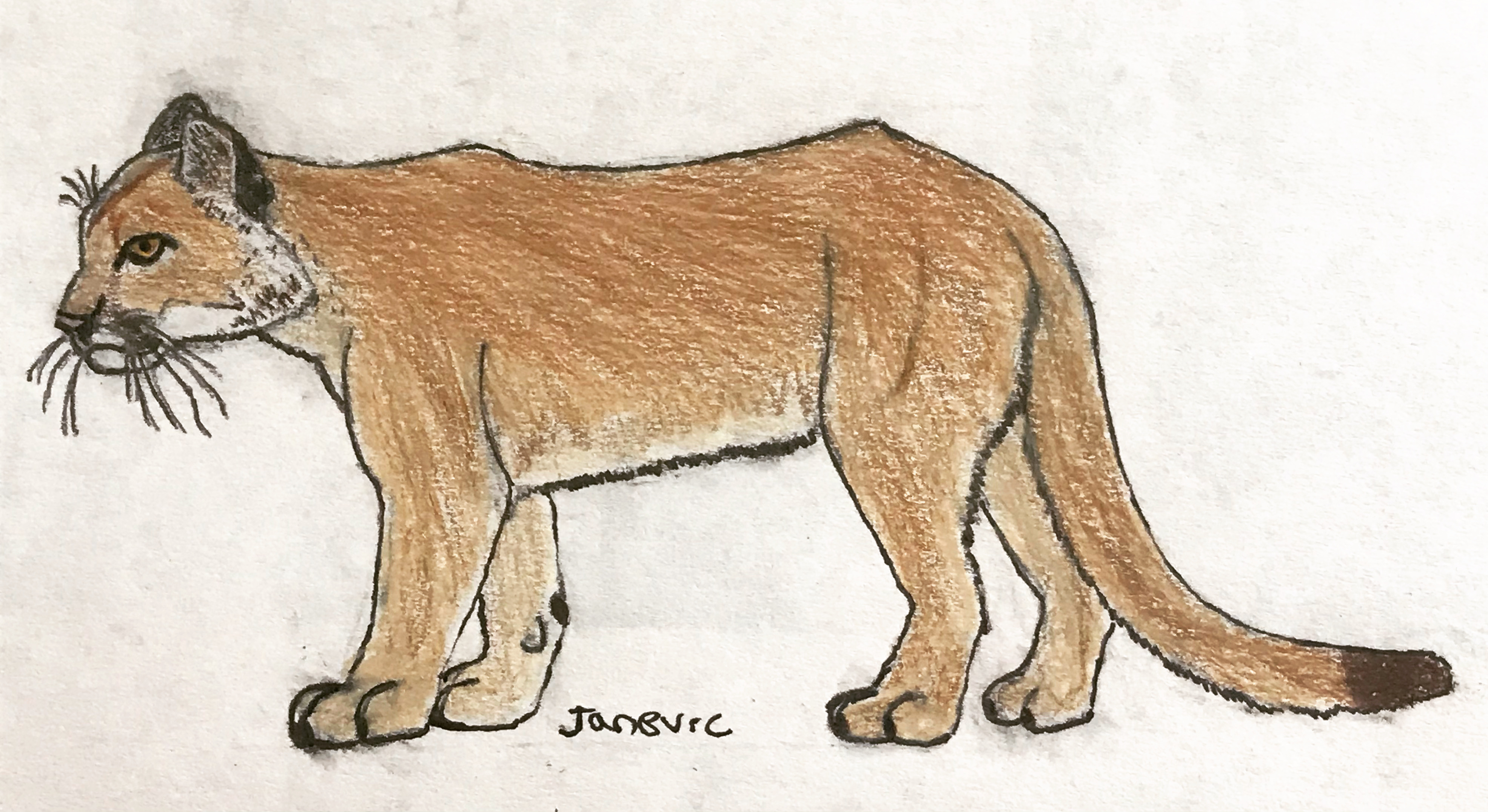 Cougar by demonlemurz on DeviantArt