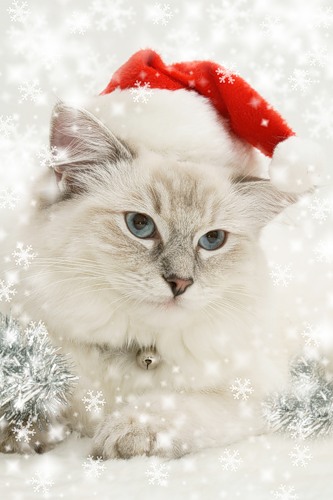 Chat De Noel By Aleksandracageletcom On Deviantart Chat De Noel By Aleksandracageletcom On Deviantart