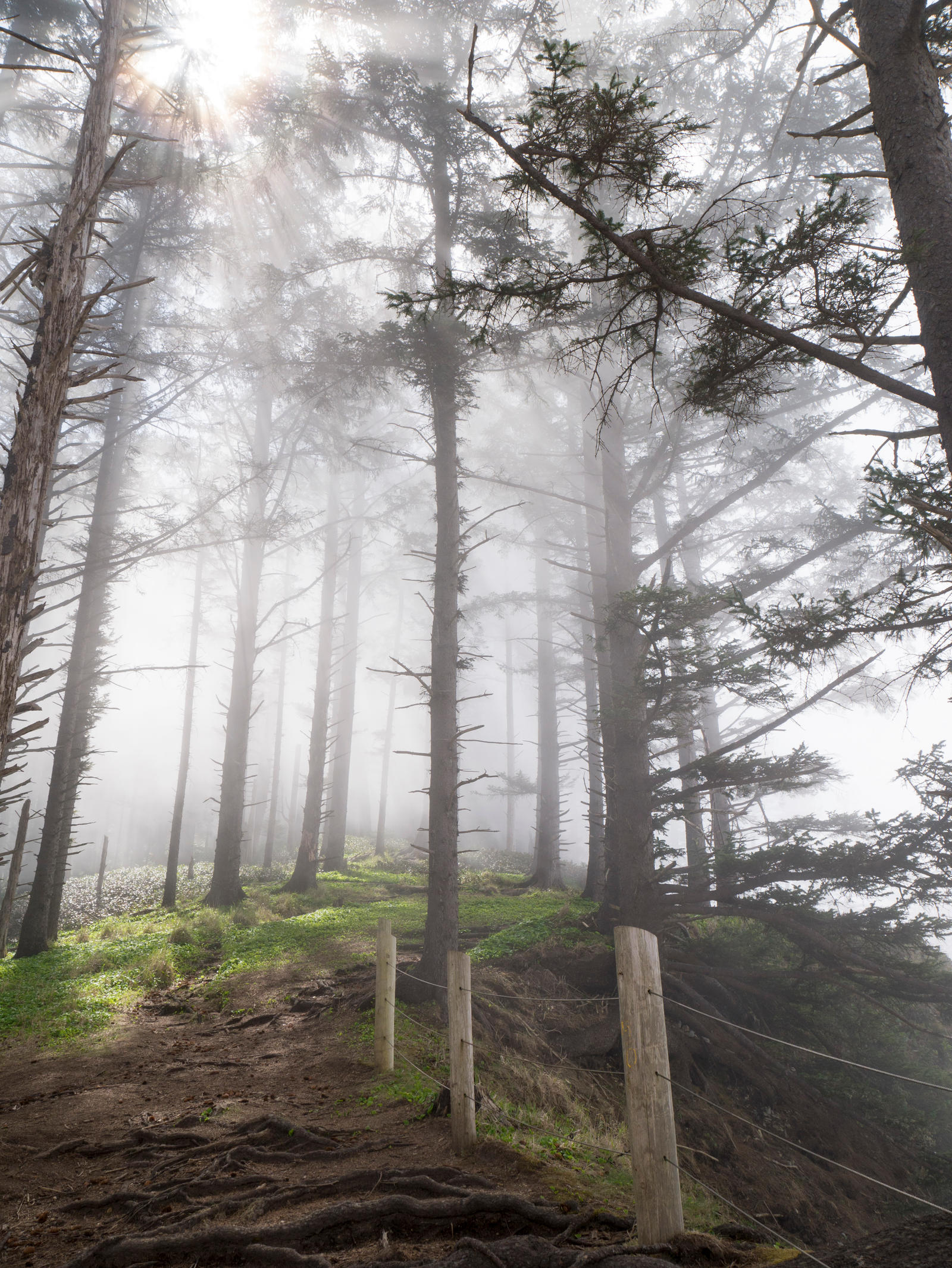 Misty Trail