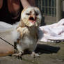 Baby Barn Owl