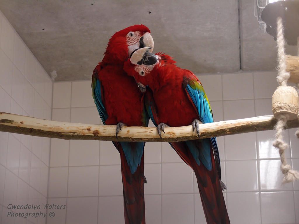 Macaw Roo Roos and Noah, Green-winged Macaws by GwendolynWolters on DeviantArt
