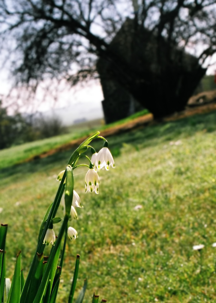 Tasmanian Galanthus