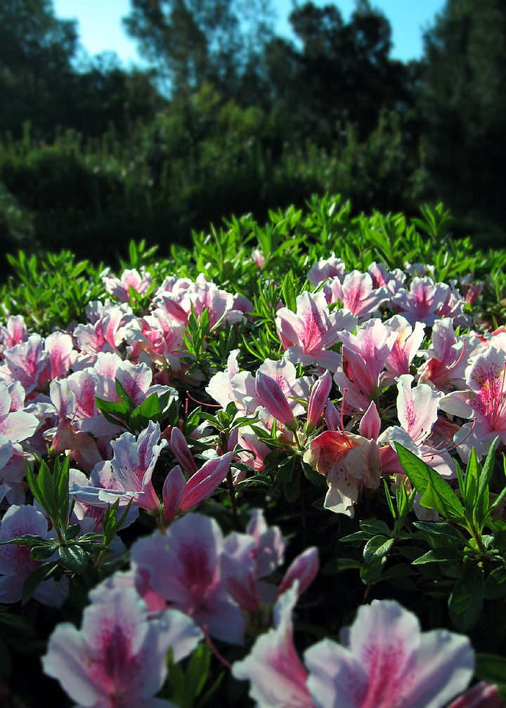 Of Sunlit Flowers