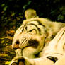 White Tiger Cub