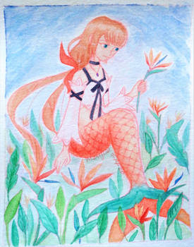Strelitzia, Among Paradise