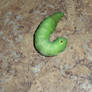 Caterpie!