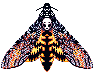 Deaths Head Moth