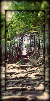 Bamboo Stairs