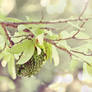 Jackfruit