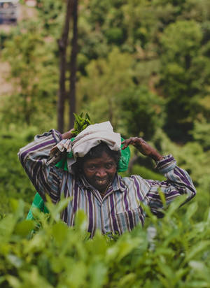 The tea picker