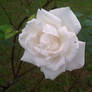 White Rose