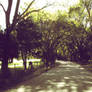 Tree Tunnel