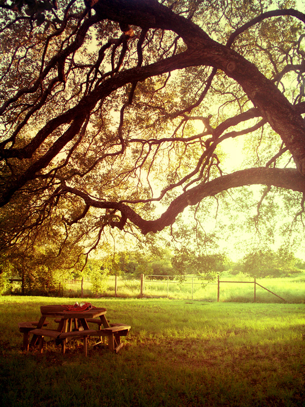 Picnic