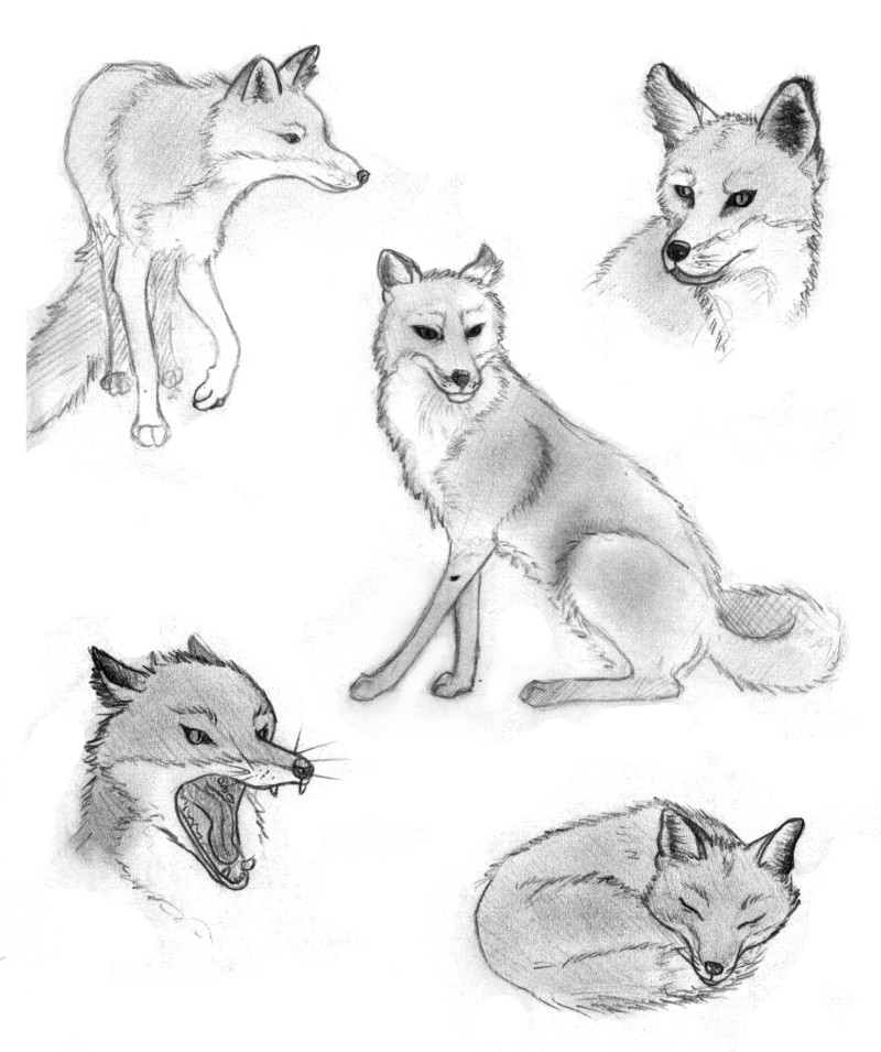 Foxes