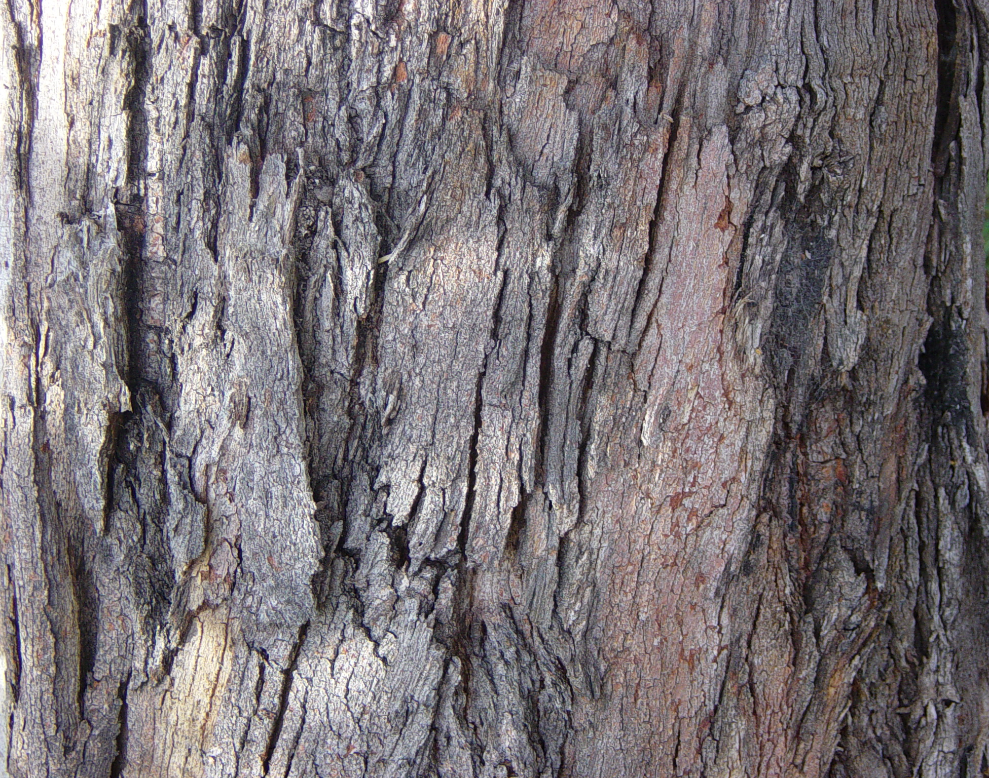 Tree Bark 2