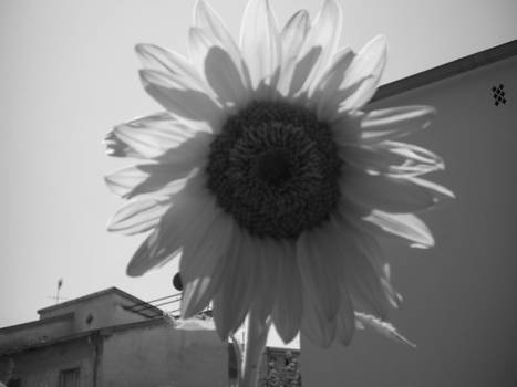 black white sunflower