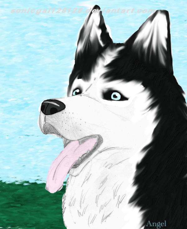 Husky Deviantart Husky Love by JurieWolfie on DeviantArt