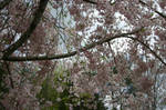 Blossoms V