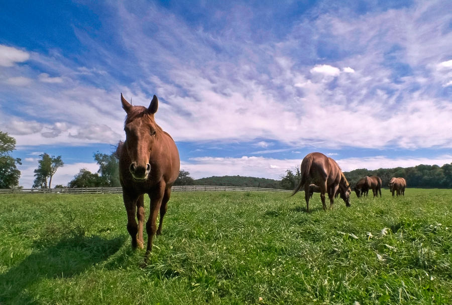 Horses of Sagamore